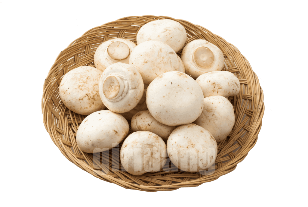 양송이버섯,Button mushroom,양송이버섯 영어로,