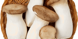 새송이버섯(King oyster mushroom)에 관한 7가지 정보