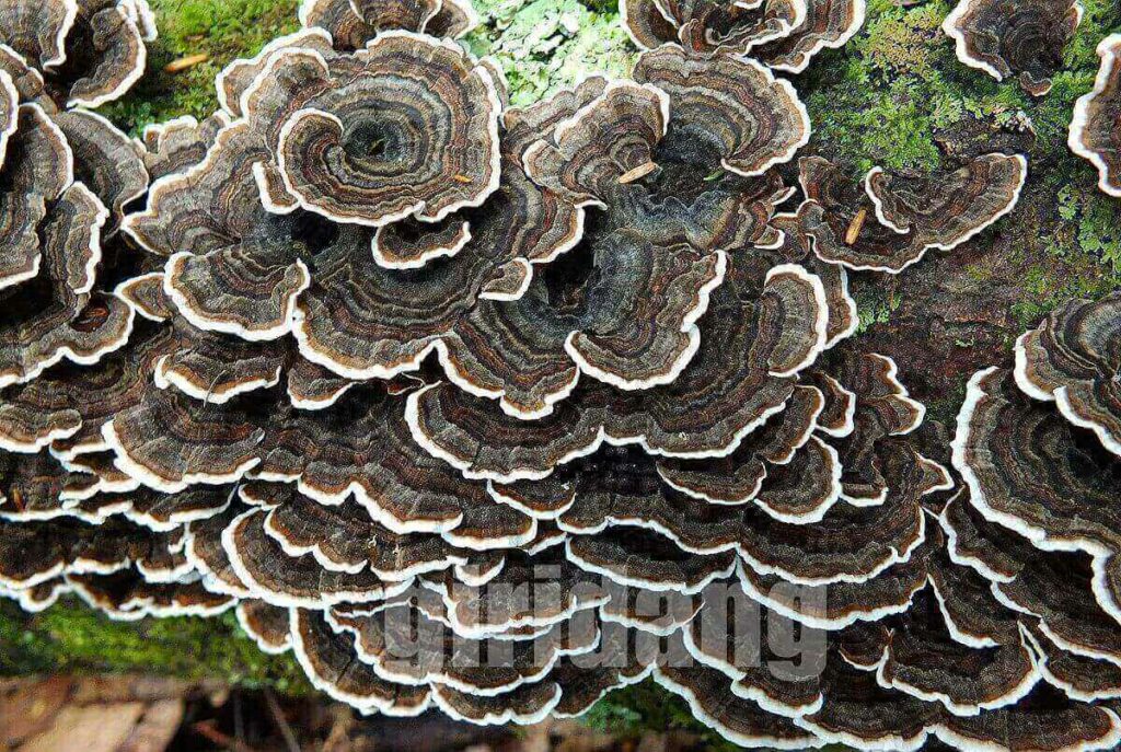 구름버섯,운지버섯(Coriolus versicolor)에 관한 7가지 정보