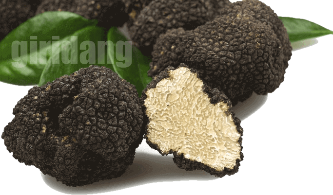 [송로버섯]truffles, 효능, 부작용, 먹는 방법등에 관한 8가지 정보