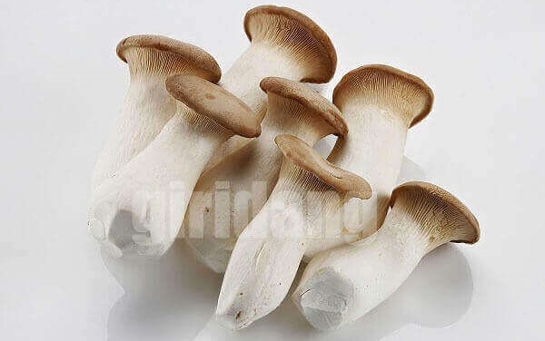 새송이버섯,King oyster mushroom,새송이버섯 영어로,