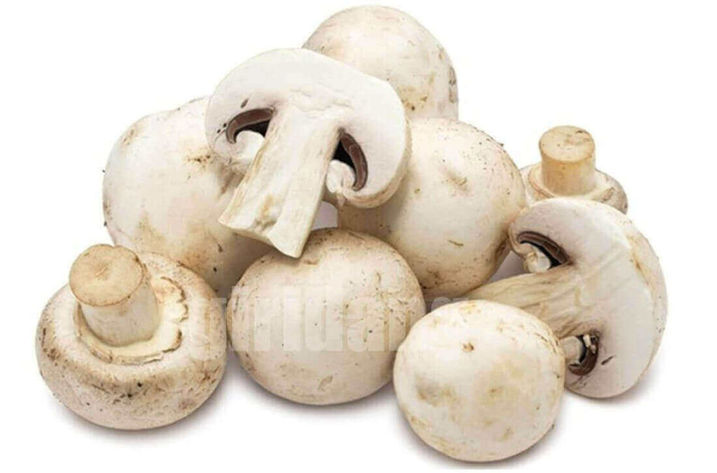양송이버섯(Button mushroom)에 관한 8가지 정보