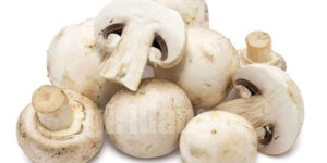 양송이버섯(Button mushroom)에 관한 8가지 정보