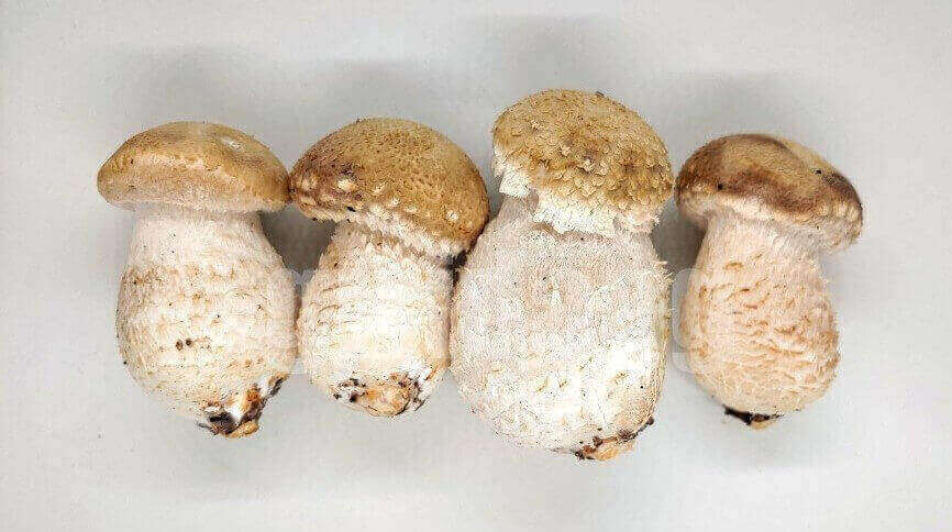 송화버섯,pine mushroom,송화버섯 영어로,