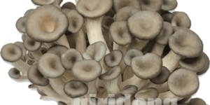 느타리버섯(Oyster Mushroom)에 관한 8가지 정보