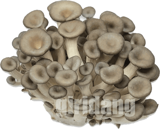 느타리버섯(Oyster Mushroom)에 관한 8가지 정보