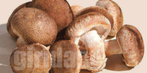 송화버섯(pine mushroom)에 관한 8가지 정보