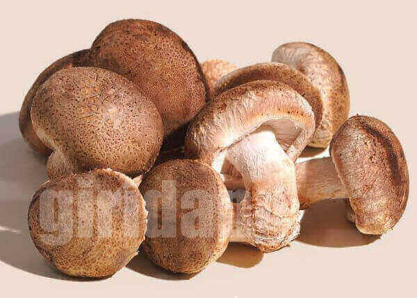 송화버섯(pine mushroom)에 관한 8가지 정보