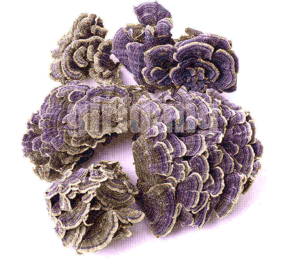 구름버섯,운지버섯,Coriolus versicolor,운지버섯 영어로,구름버섯 영어로,