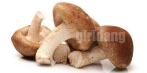 표고버섯(shiitake), 효능, 부작용, 먹는 방법등에 관한 7가지 정보