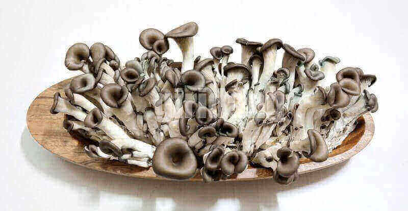 느타리버섯,Oyster Mushroom,느타리버섯 영어로,