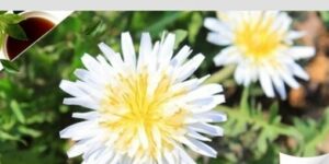 흰민들레(white dandelion)에 관한 6가지 정보