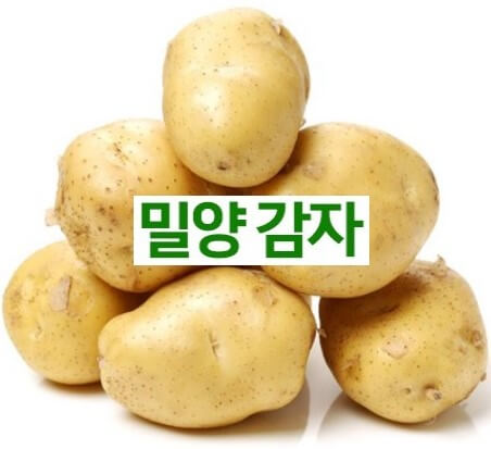 신장(콩팥)에 좋은 감자(potato) 6가지 정보