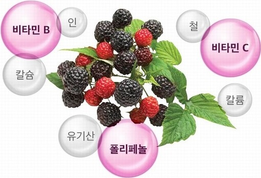 복분자,覆盆子,복분자 영어로,복분자 한자로,Korean black raspberry,Rubus coreanus,Bokbunja,복분자주,Bokbunja-ju,Black Raspberry,루부스 옥시덴탈리스,
